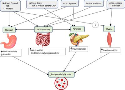 Gut-Based Strategies to Reduce Postprandial Glycaemia in Type 2 Diabetes